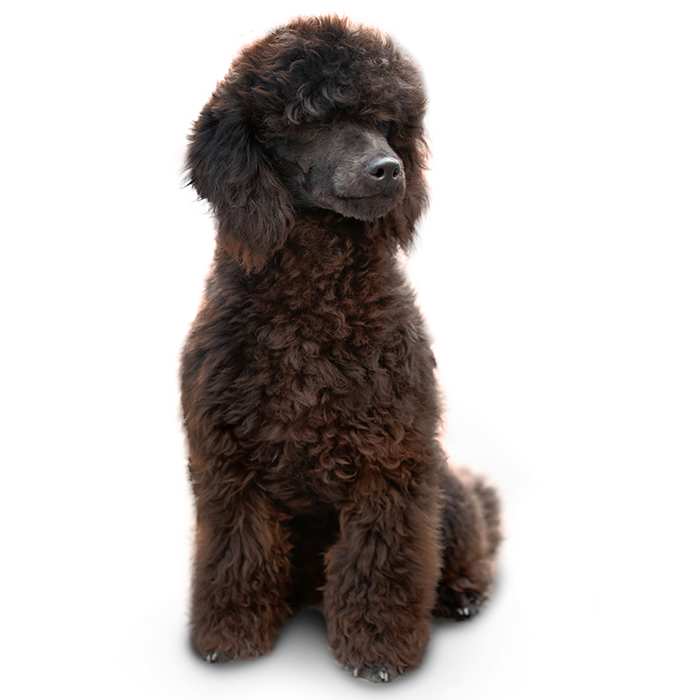 Toy Poodle Breed Information