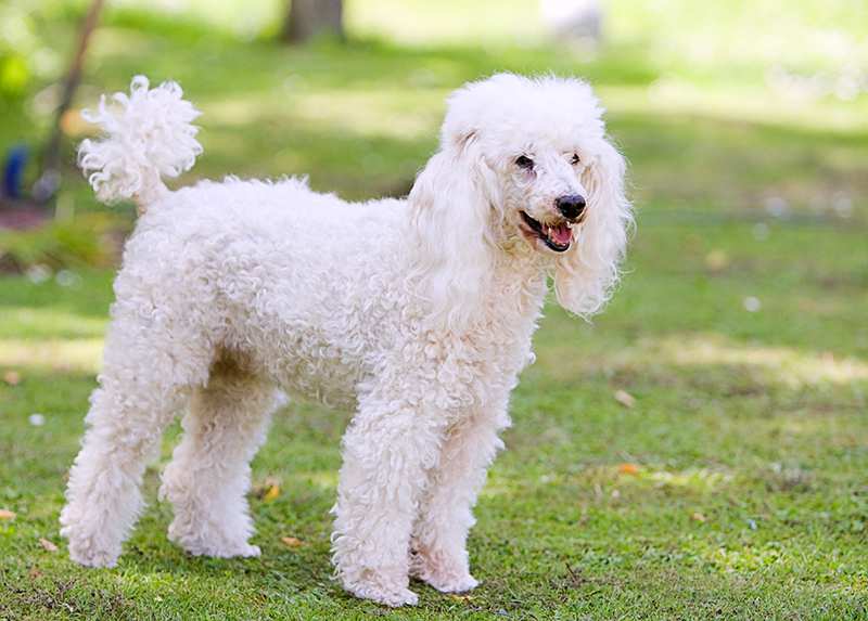 Miniature Poodle Bow Wow Meow Pet Insurance miniature-poodle-white-standing-outdoors