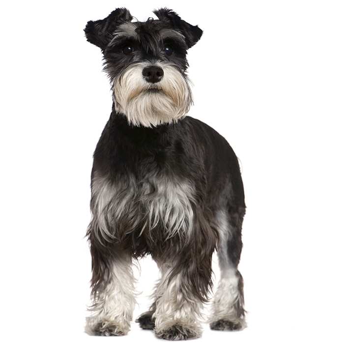 at what age can you breed a miniature schnauzer