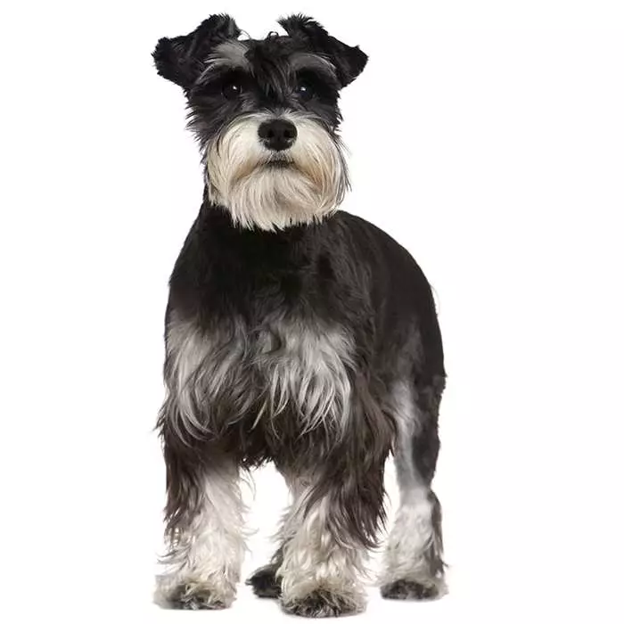 what shoukd a 3 month old gaint schnauzer weigh