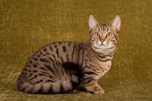 Munchkin Cat Bow Wow Meow Pet Insurance