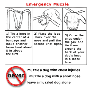 Emergency Muzzle (Source: https://www.flyball.com/region5/Region%205%20Emergency%20Document%20for%20web_files/image006.gif)