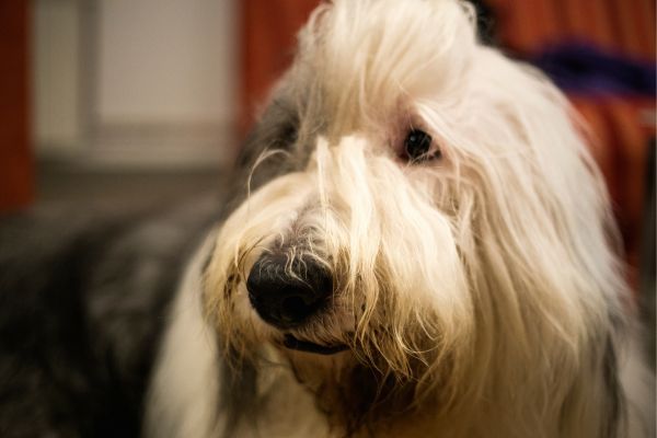 Old English Sheepdog close up of face
