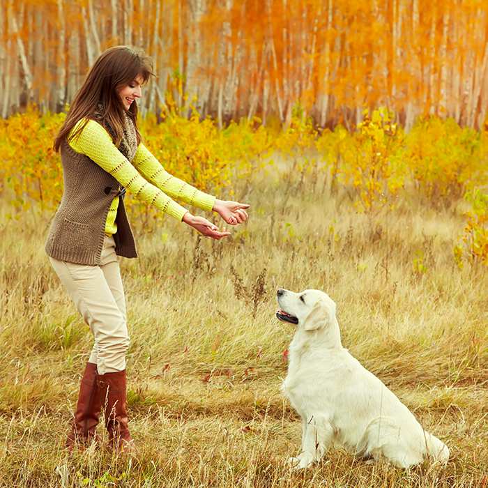 owner-and-her-yellow-labrador-in-dog-training