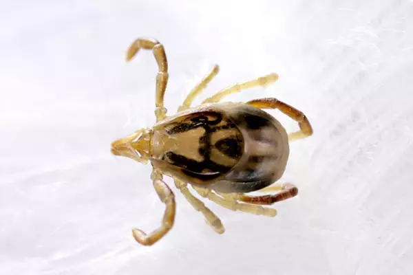 Paralysis Tick