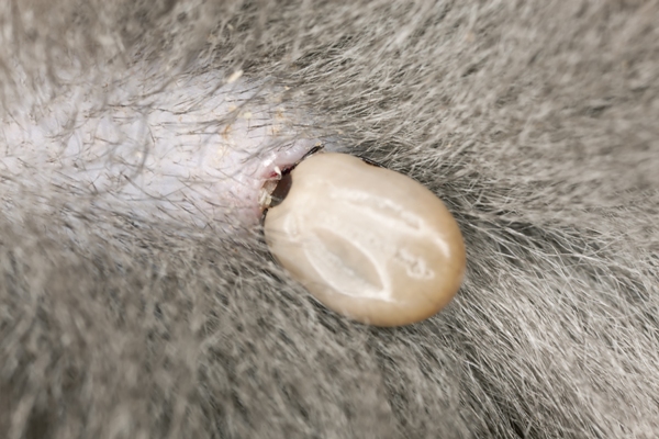 Bald Spots Hair Loss In Dogs Causes Of Dog Hair Loss,Denver Steak Wagyu