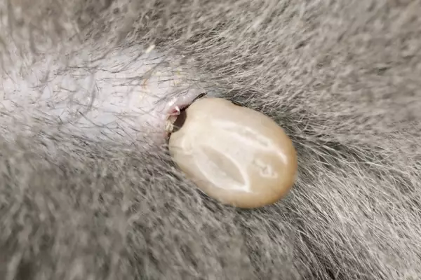 Dog has patches store of hair loss