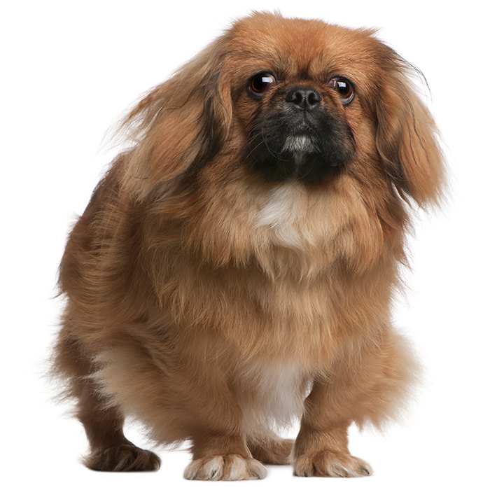 types of pekingese dogs