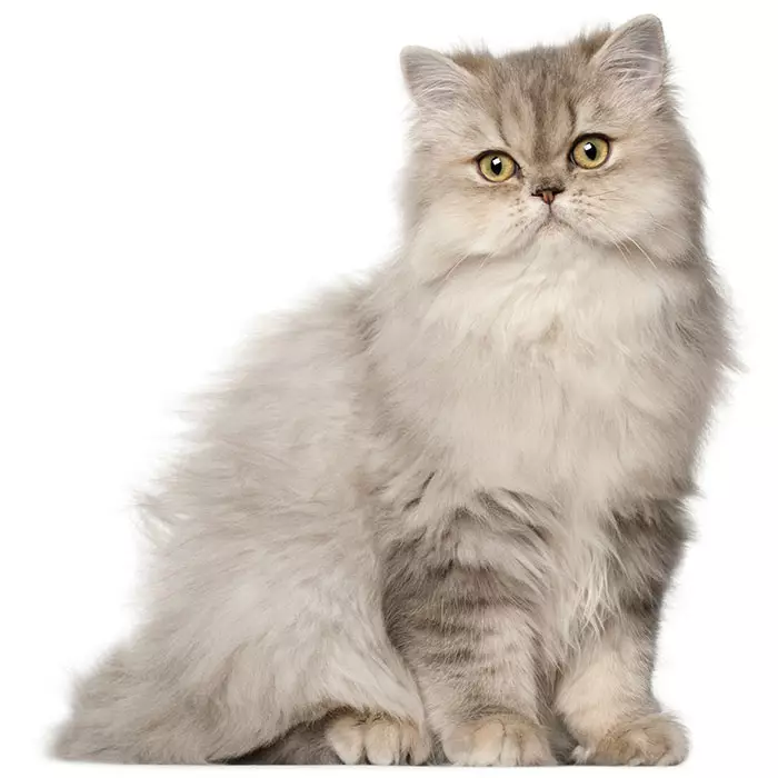 Persian Big Bone Cat Personality at Anita Price blog