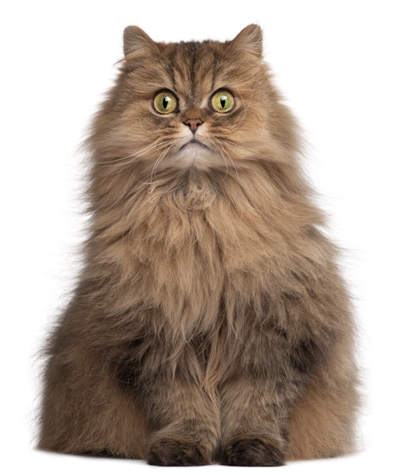 Persian Cat Bow Wow Meow Pet Insurance