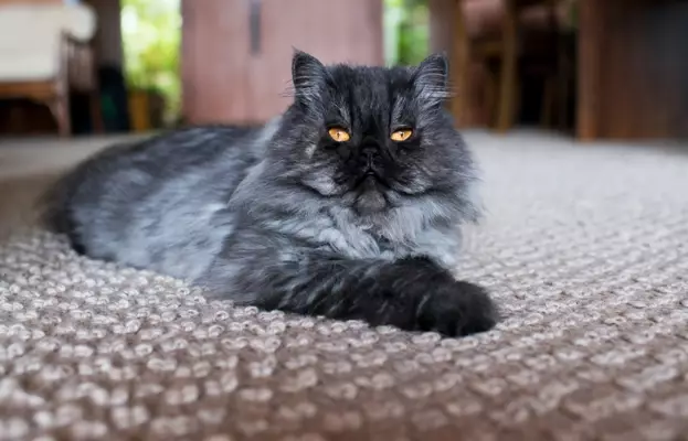 Persian Cat4 