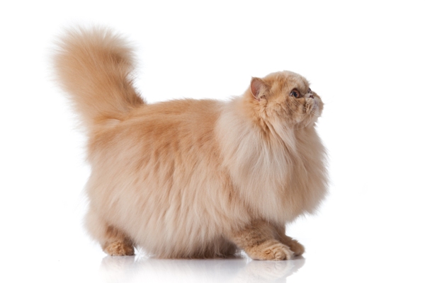 Persian Kitten Persian Cat Bow Wow Meow Pet Insurance