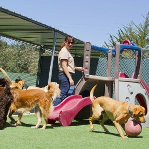 Best Pet Boarding: Finding the right boarding for your pet