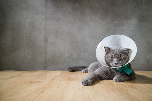 pet cat after castration desexing neutering cat with elizabethian collar cone