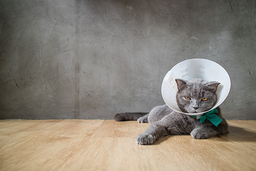 Gato de estimação após castração desexando castrando gato com cone de colarinho elisabetiano