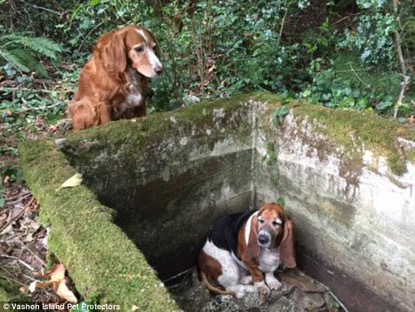 phoebe-tillie-trapped-in-woods