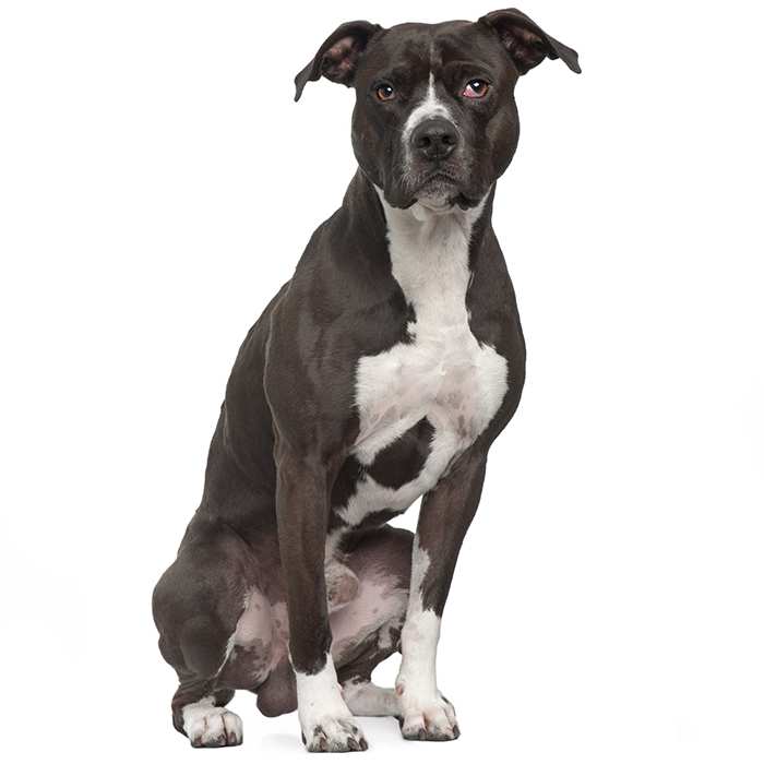 Pitbull Terrier Dog Breed Information | Temperament & Health