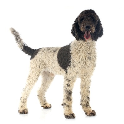 Portuguese Water Dog Bow Wow Meow Pet Insurance