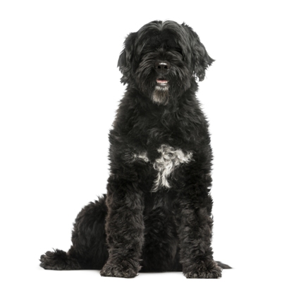 Portuguese Water Dog Portuguese Water Dog Bow Wow Meow Pet Insurance
