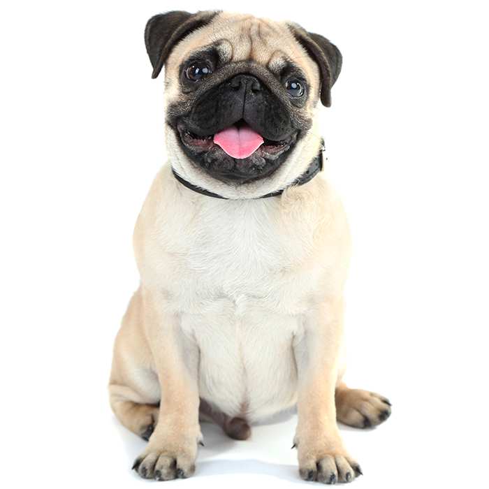 Pug Dog Breed Information