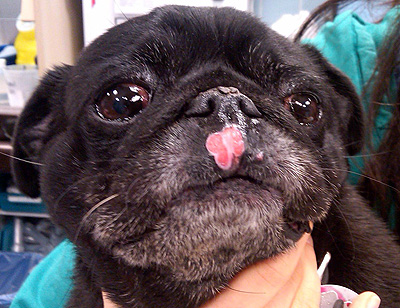 Pug with mast cell tumour tumor