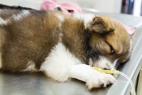 puppy-fluid-therapy-intravenous-vet-parvovirus