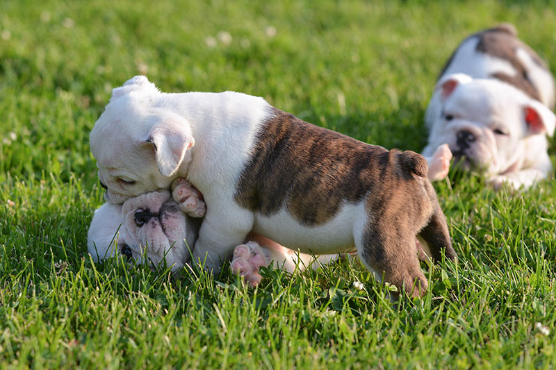 4 week old bulldog puppies playing and wrestling in grass