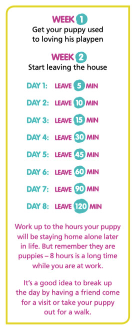 puppy plan separation anxiety home alone plan