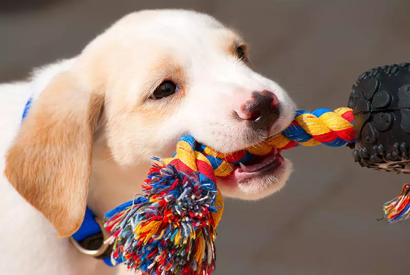 Labrador puppy playing tug