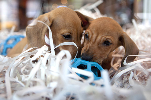 Pet shop puppies
