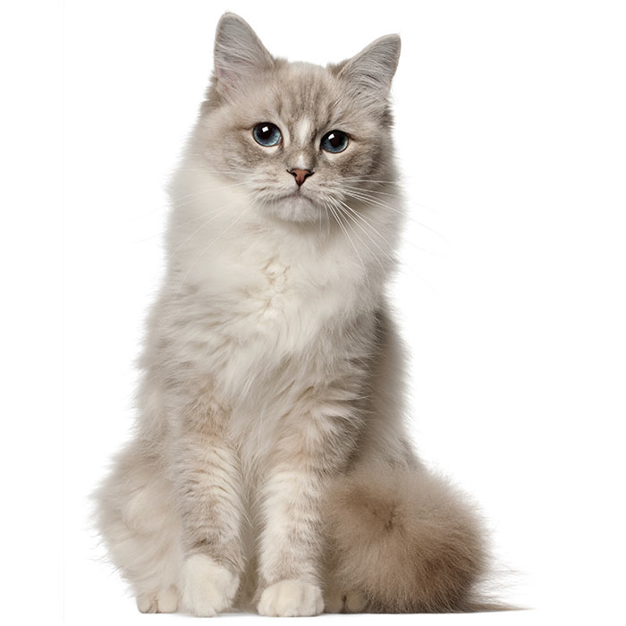Siamese Cat Breed Information Temperament & Health
