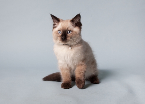 Ragdoll Cat Bow Wow Meow Pet Insurance