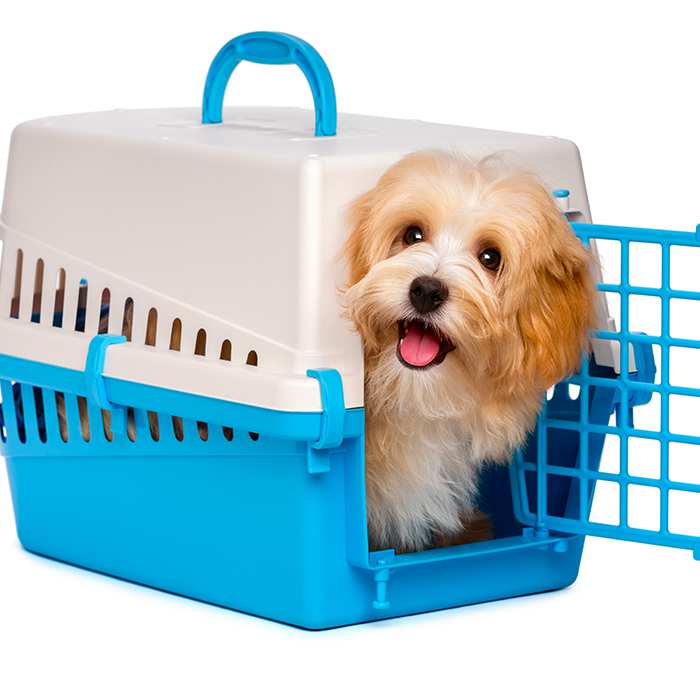 red-havanese-in-plastic-dog-travel-crate-carrier