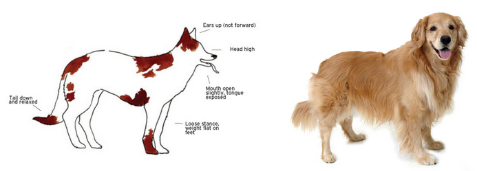 Dog Relaxed Body Language