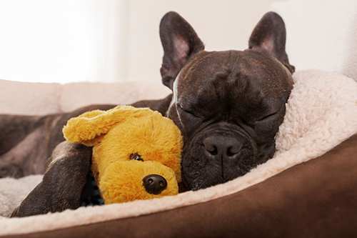 rescue-dog-french-bulldog-sleeping-on-bed-with-yellow-soft-toy
