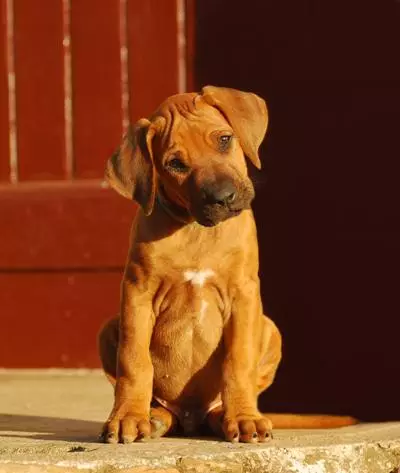 Rhodesian Ridgeback Dog Breed Information Temperament Health