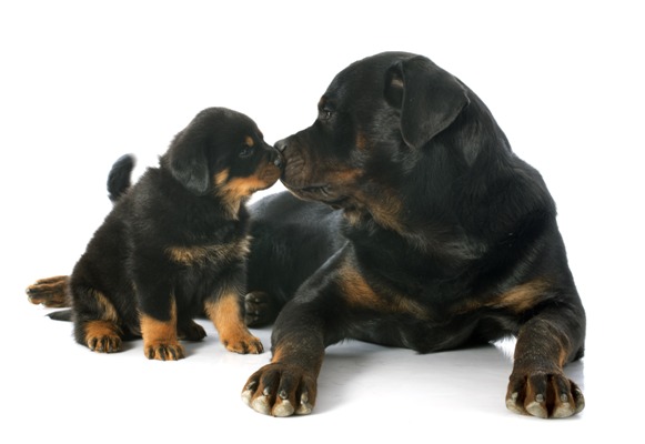 Rottweiler and Puppy Rottweiler Bow Wow Meow Pet Insurance
