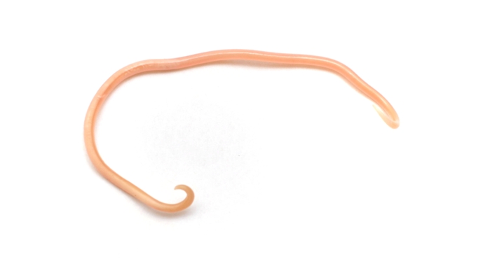 Roundworms Symptoms And Treatments