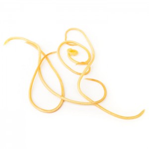 Roundworms in dogs and cats