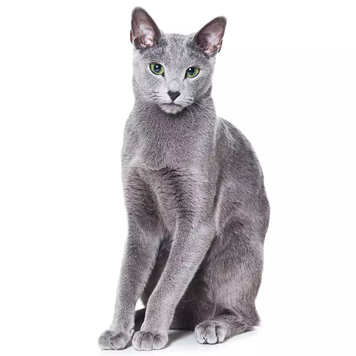 russian blue cat purebred