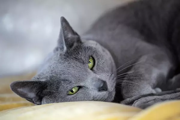 russian blue cat meowing