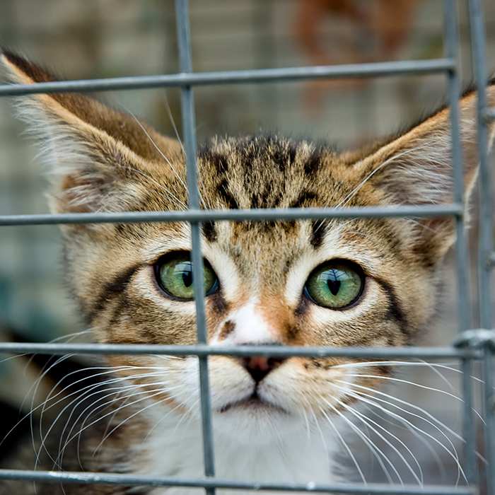 sad-rescue-kitten-in-crate