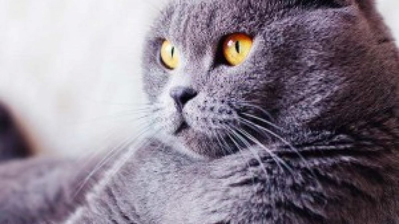 british blue cat hypoallergenic