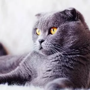 russian blue indoor cat