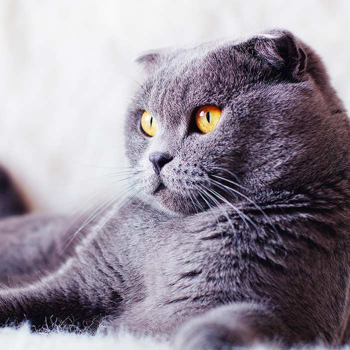 Top 10 Indoor Cat Breeds - Bow Wow Meow 