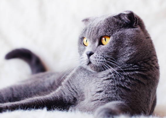 Scottish Fold Cat Bow Wow Meow Pet Insurance