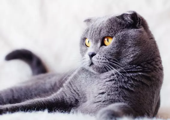 10 Best Cat Breeds for Homes with Dogs