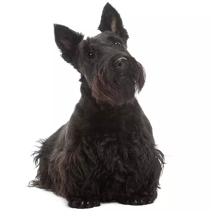 black scottie dog soft toy