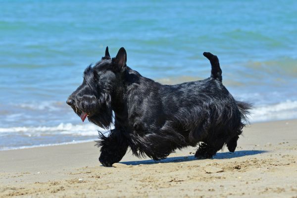 Black scottish terrier runs on beach