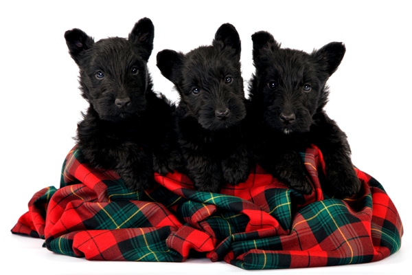 Scottish Terrier Puppies Scottish Terrier Dog Bow Wow Meow Pet Insurance